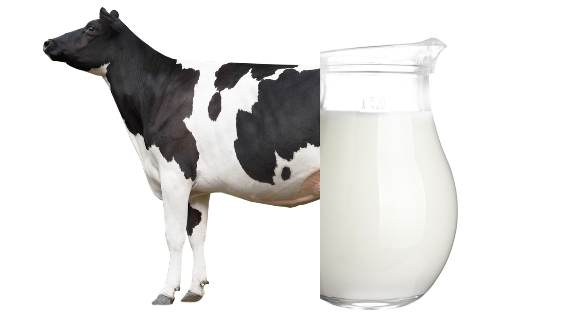 牛和奶